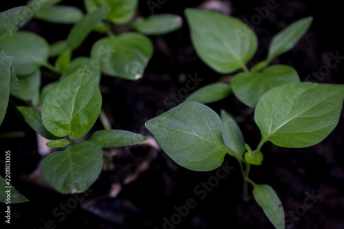 Fotografie The vegetative phase of  tabasco pepper, bird eye's chili pepper