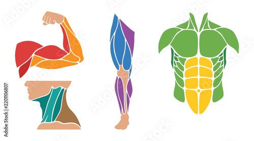 Human Muscle Anatomy Diagram Vector Illustration of Arm Leg Torso and Neck Muscular System