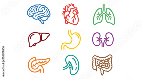 Human Internal Organs Vector Illustration Set Featuring Colorful Outline Icons for Medical and Anatomy Design