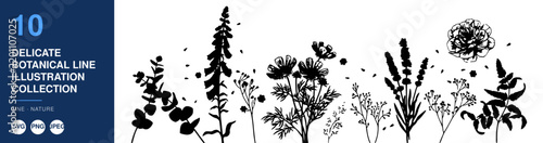 Botanical Line Illustration Collection, Delicate Floral Design, Vintage Nature Elements, Decorative Botanical Art