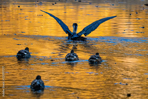 Great cormorant Phalacrocorax carbo spreading wings over golden reflected water