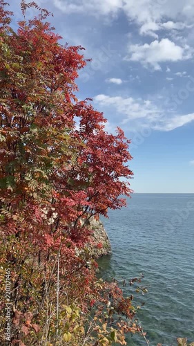 Vertical video of Baikal Lake in autumn. View of red rowan bush on steep shore of lake on sunny day. Bright natural background with blue water. Beautiful autumn landscape. Nature backdrop