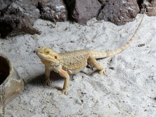 Foto Lézard