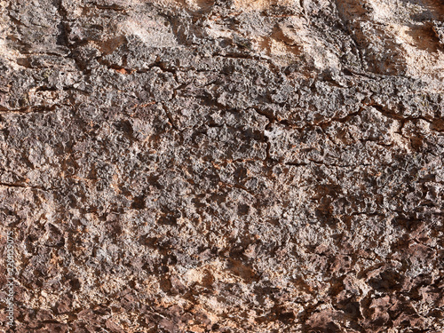 Weathered Tree Bark Texture