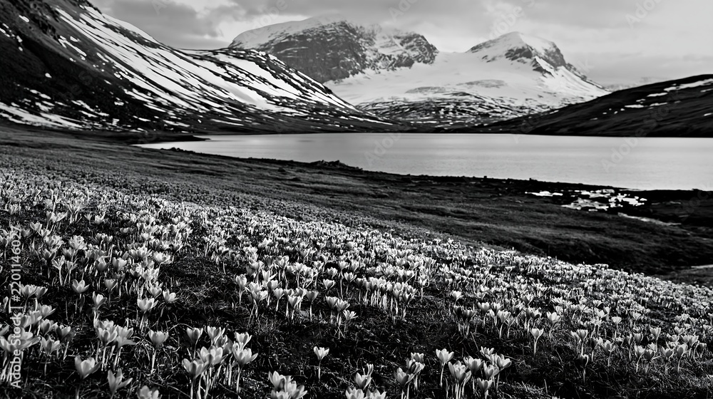 Fototapeta premium Meadow filled with crocuses near a lake and mountains