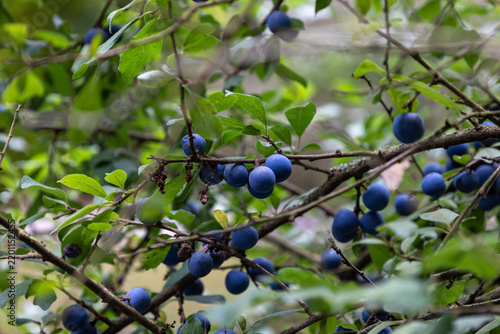 Canvastavla Sloe berries growing on blackthorn bush in autumn