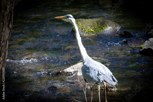 Картината върху платно Grey heron hunting in flowing river stream