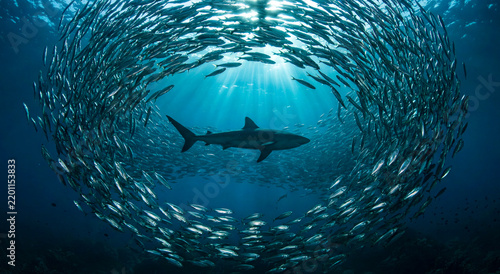 Large shark swimming inside a massive swirling school of fish in deep blue ocean water, sunlight rays piercing through surface. Marine life, underwater nature, ocean conservation