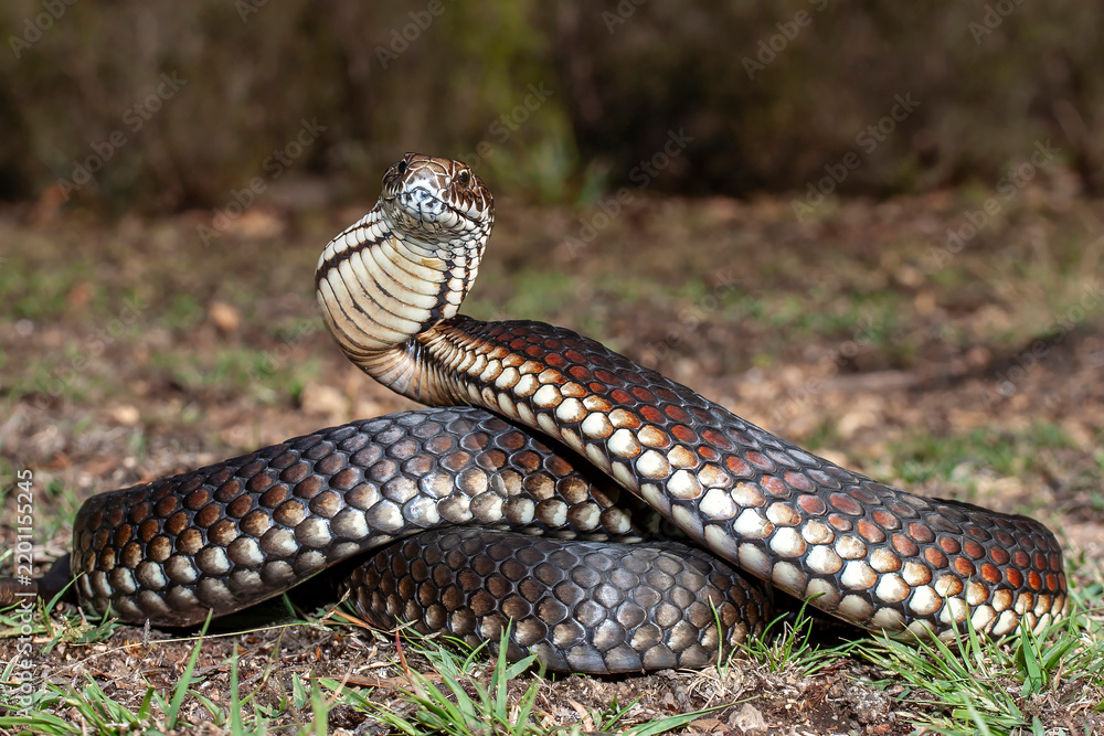 Obraz premium Australian Highlands Copperhead