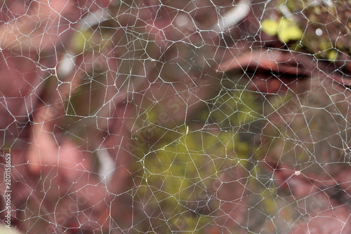 Close-up natural spider web stretched across a softly blurred earthy background, delicate translucent threads and organic texture
