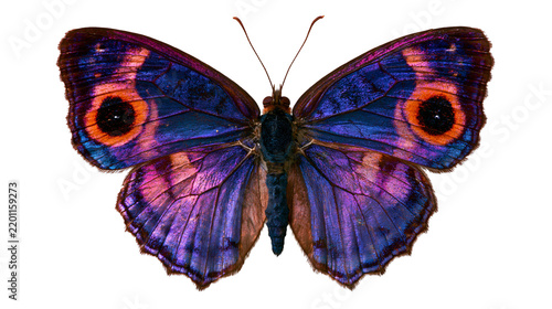 Vibrant purple and blue peacock pansy butterfly with orange eyespot wing patterns