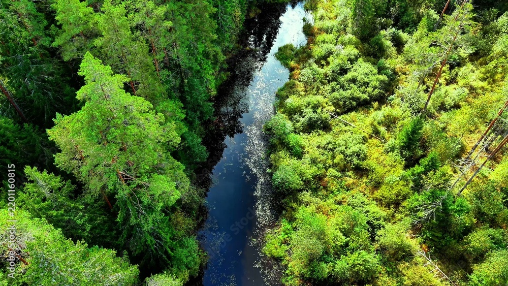 Obraz premium Aerial view of lush green forest canopy with winding river reflecting trees under clear sky