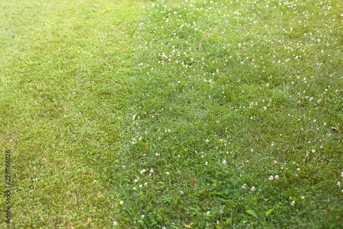 Freshly mowed lawn with vibrant green grass and clover