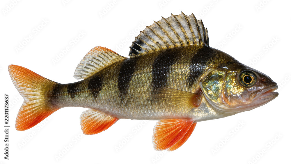 Obraz premium Striped European perch fish with orange fins, isolated on transparent background