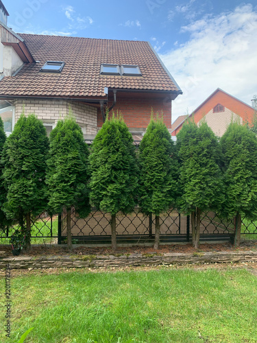 Front yard with a row of conical evergreen trees, Thuja occidentalis Columna