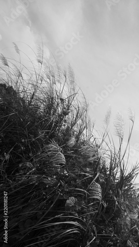 Fotografía The selected region shows Miscanthus sinensis (commonly known as Chinese silver grass or maiden grass)