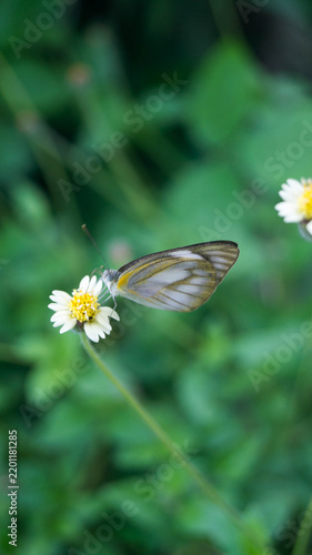 Konstfotografi The insect in the selected region is a female Striped Albatross butterfly (scientific name: Appias libythea or Appias olferna, depending on regional taxonomic classification)