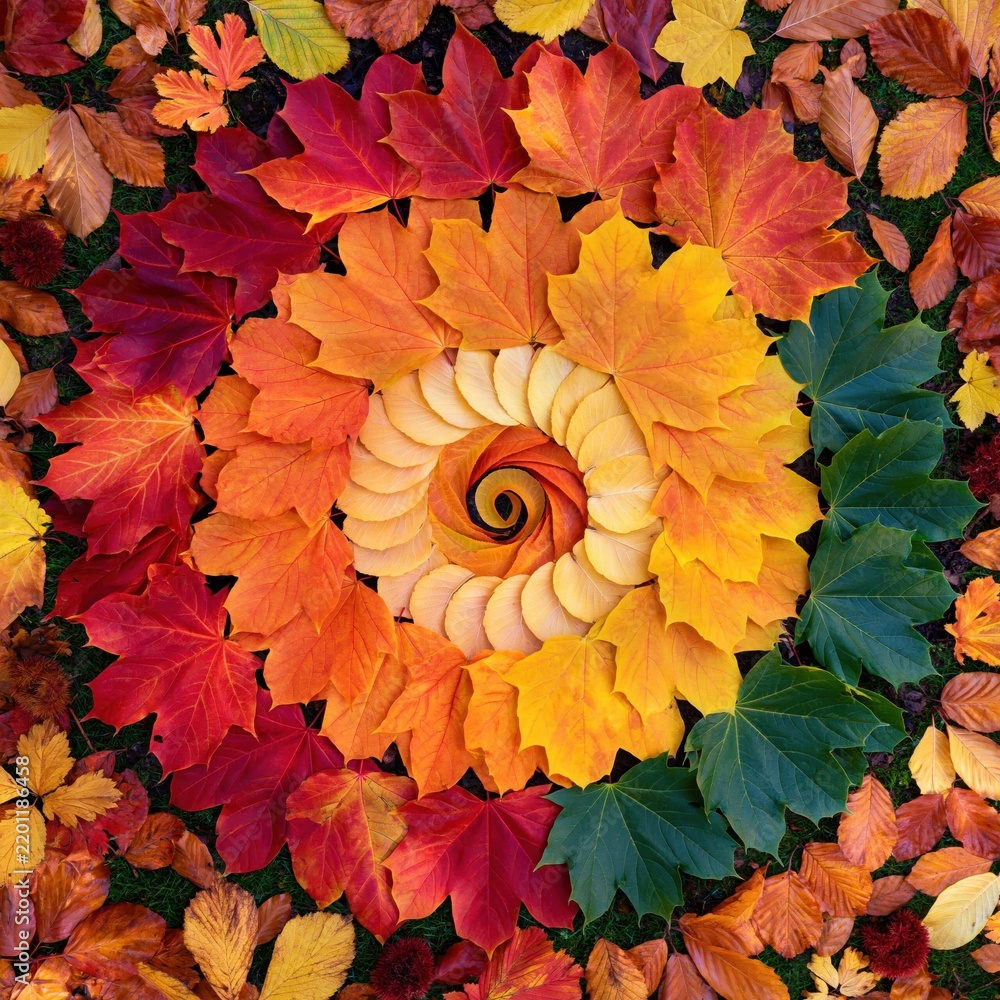 Obraz premium Spiral pattern of autumn leaves in red, orange, yellow and green arranged on grass, showcasing seasonal color transition and natural symmetry