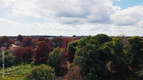 Drone footage looking out over a mixed woodland edge, with foreground trees showing fire-scorched red-brown foliage next to unaffected green trees, opening onto an extensive blackened burn scar