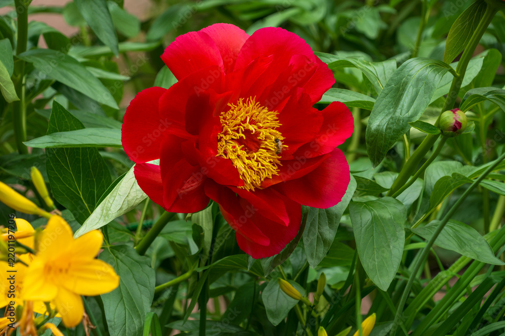 Obraz premium A close-up of a vibrant red peony (Paeonia Mackinac Grand) in full bloom with bright-yellow stamen cluster and dark-green foliage in the Peter the Great Botanical Garden, St. Petersburg, Russia