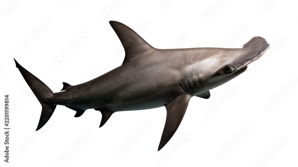 Fototapeta premium Great hammerhead shark swimming with grey skin and wide cephalofoil head