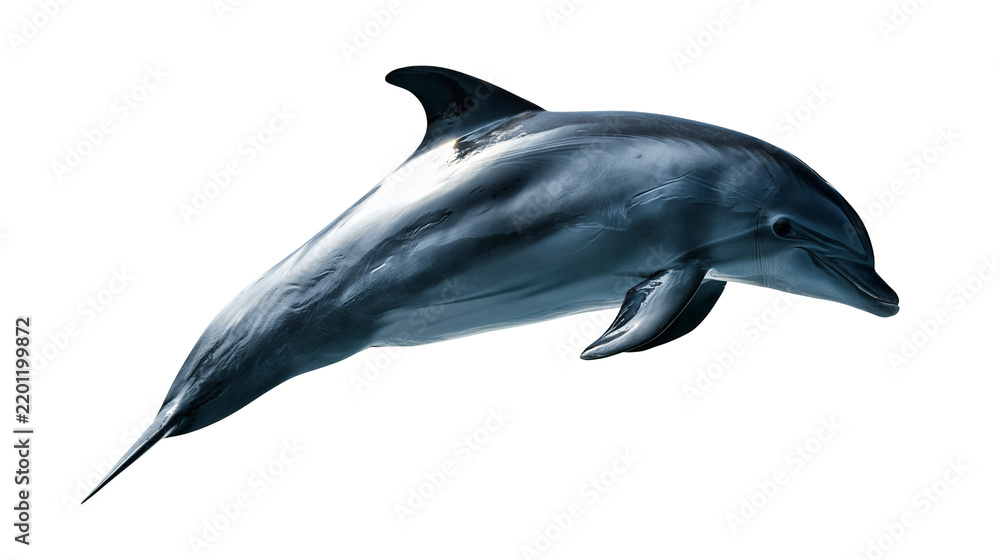 Obraz premium Sleek grey bottlenose dolphin swimming with smooth skin and dorsal fin