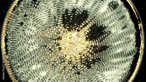 Cymatics wave patterns created by sound frequencies in liquid, forming complex symmetrical golden structures and concentric ripples on a dark background.