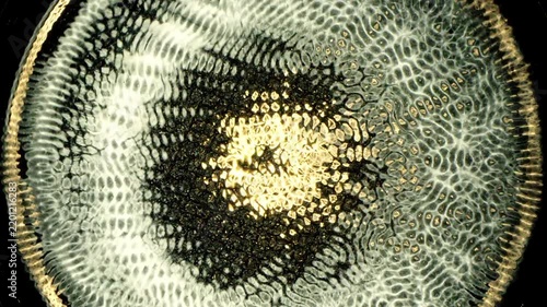 Cymatics wave patterns created by sound frequencies in liquid, forming complex symmetrical golden structures and concentric ripples on a dark background.