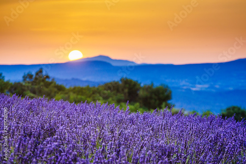Summer landscape with lavender field at sunset. Provence France