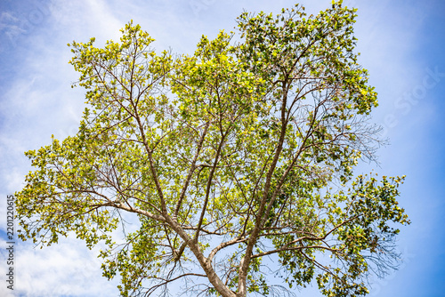 Green tree branches with small yellow flowers against a blue sky
