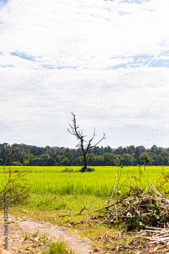 Dead tree standing in a vibrant green rice field under a cloudy sky