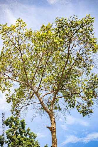Green tree branches with small yellow flowers against a blue sky
