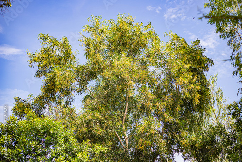 Green tree branches with small yellow flowers against a blue sky
