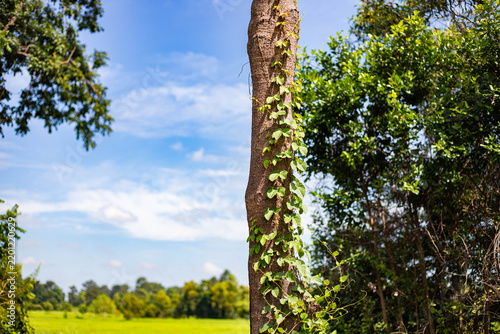 Tree trunk with climbing green vines against a blurred field and blue sky