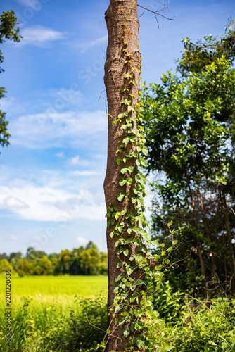 Tree trunk with climbing green vines against a blurred field and blue sky