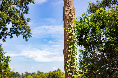 Tree trunk with climbing green vines against a blurred field and blue sky