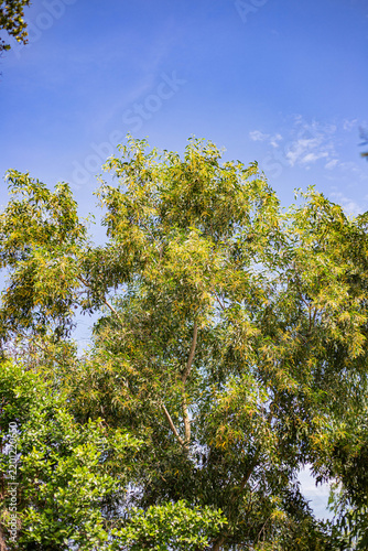Green tree branches with small yellow flowers against a blue sky