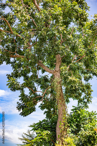 Green tree branches and trunk against a blue sky with white clouds