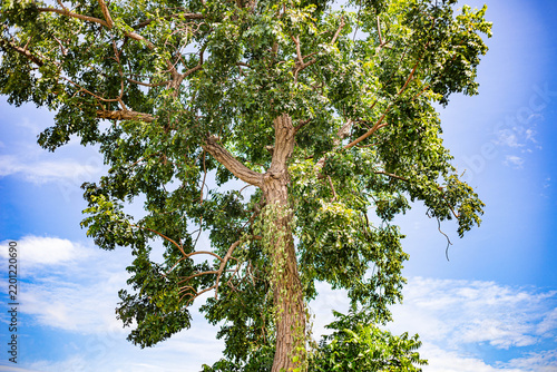 Green tree branches and trunk against a blue sky with white clouds