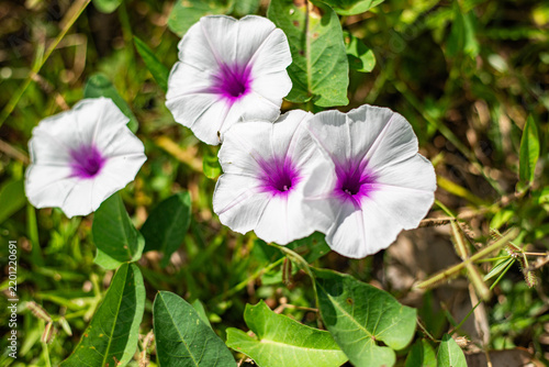 White and purple flowers blooming in a green field
