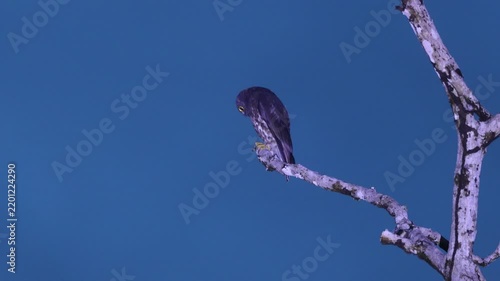 The brown hawk-owl (Ninox scutulata), also known as the brown boobook