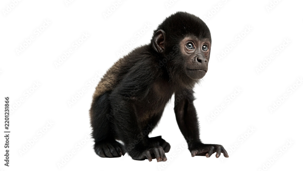 Fototapeta premium Small young black gorilla monkey cub wildlife isolated on transparent background