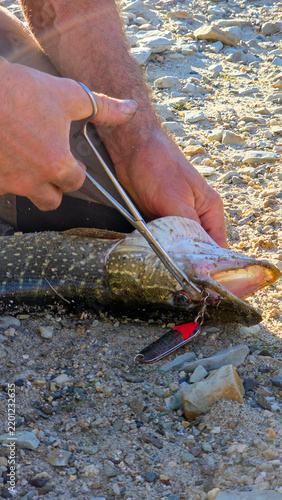 Obraz na płótnie Vertical close-up photograph showing an experienced angler using medical forceps
