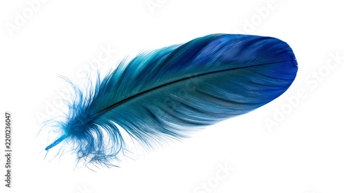 Vibrant blue bird feather with soft downy texture and dark central quill