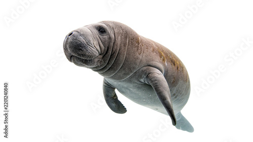 Фотография Large marine manatee mammal swimming wildlife isolated on transparent background