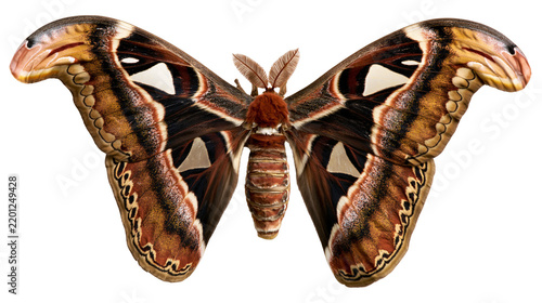 Foto Attacus atlas moth with large brown patterned wings and feathery antennae
