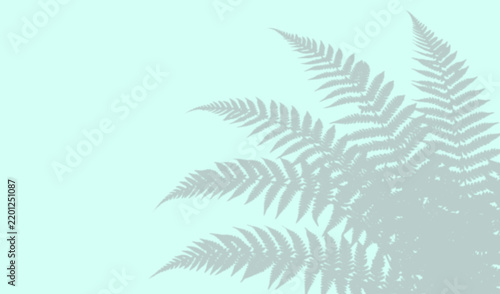 Shadow of fern leaves on light blue background