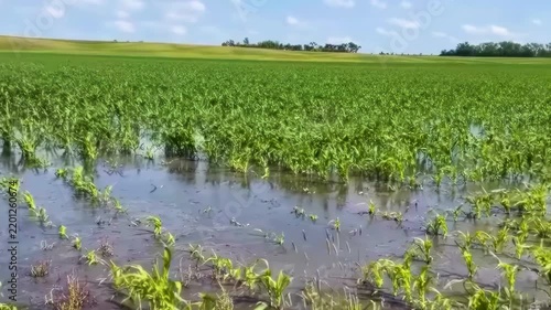 Close-up of crops damaged by flooding, showing climate change affecting agriculture.
