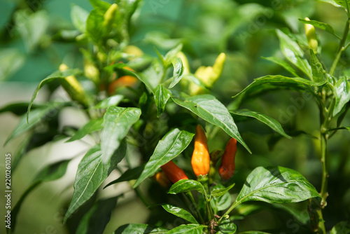 Fresh red chili peppers growing on green plant in farm garden during sunny day with chili pepper 
