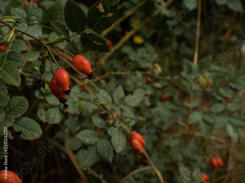 Branches of ripe rose hips in the garden